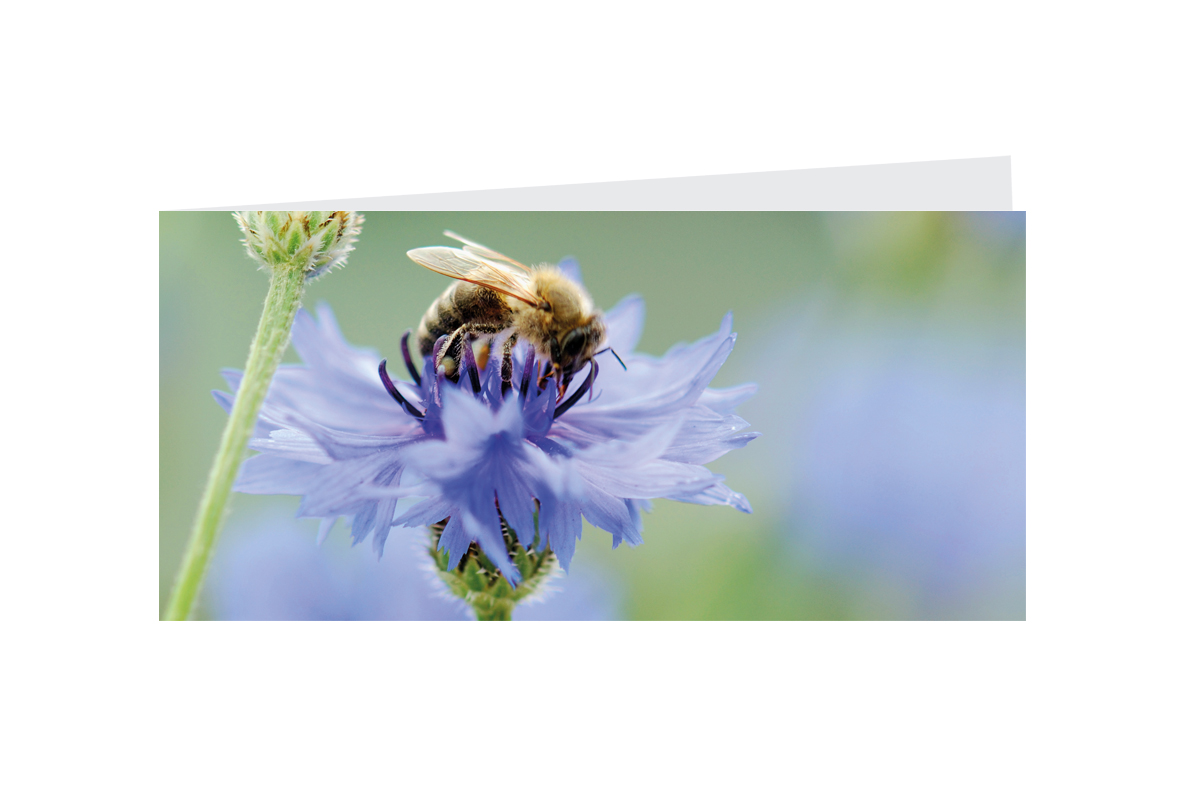 Honigbiene - Klappkarte mit Umschlag