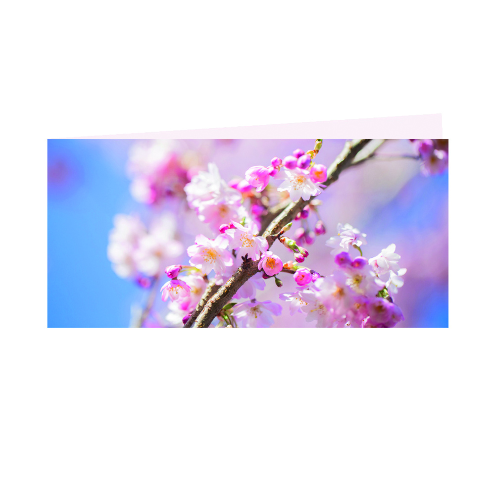 Kirschblüten, Klappkarte m. Umschlag,